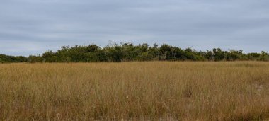 Arka planda solmuş çimlerin ve ağaçların güzel bir görüntüsü.