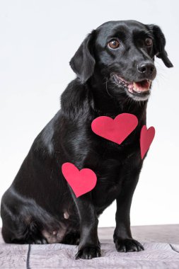 Kalp şeklinde süslemeleri olan sevimli siyah bir köpek yavrusu.