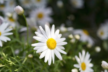 Bahçede açan beyaz papatyalar