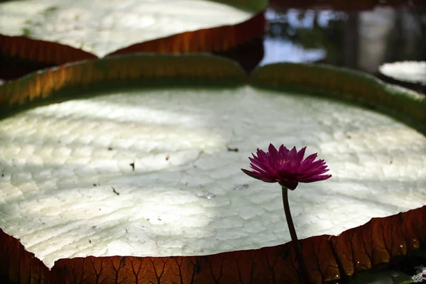 A giant water lily pad in a pond with a one purple flower
