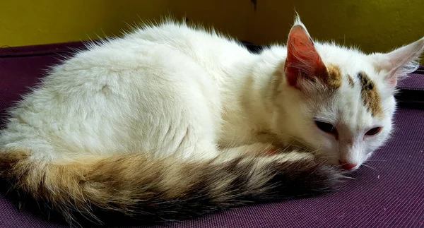 紫の絨毯の上に寝そべっているアナトリア猫のクローズアップ — ストック写真