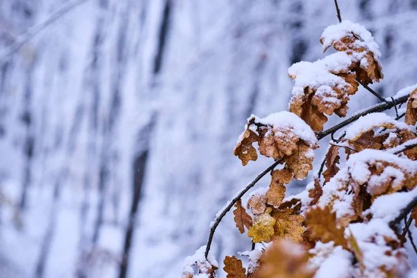 Větev Tvrdého Dřeva Pokrytá Sněhem Cluji Rumunsko — Stock fotografie