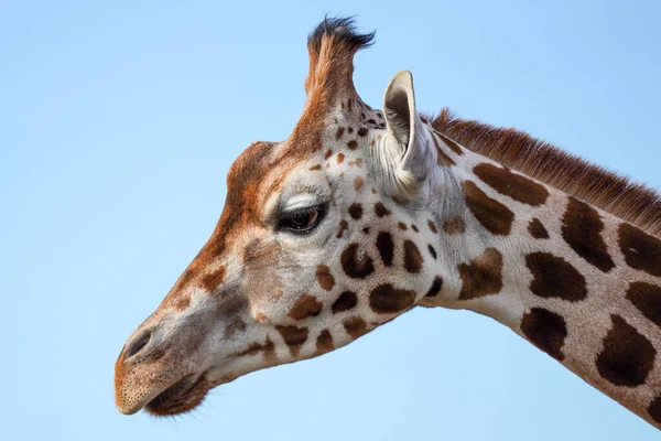 Der Kopf Einer Giraffe Vor Blauem Himmel — Stockfoto