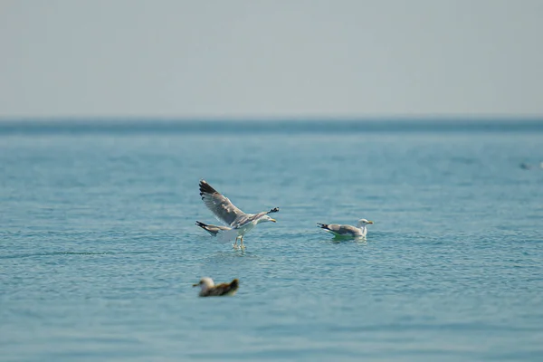 Eine Gruppe Möwen Landet Auf Dem Meerwasser — Stockfoto