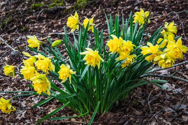 Zbliżenie Ujęcie Wiosennego Żółtego Żonkila Kwiaty Dorastające Ogrodzie Pod Sunlight — Zdjęcie stockowe