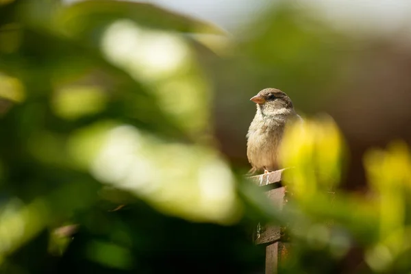 Eine Selektive Fokusaufnahme Eines Niedlichen Winzigen Wahren Sperlings Umgeben Von — Stockfoto