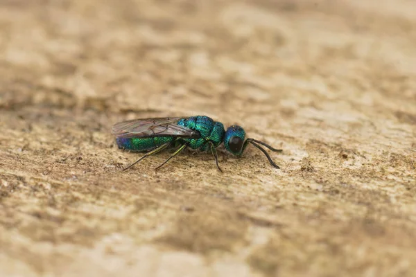 Detailní Záběr Malé Barevné Zelené Modré Kukačky Vosy Trichrysis Cyanea — Stock fotografie