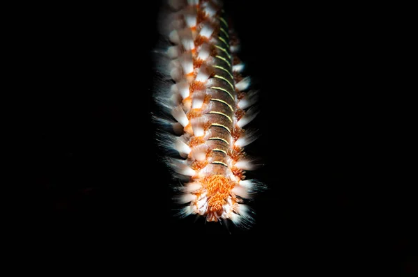 Makroaufnahme Eines Meereswurms Polychaeta Auf Schwarzem Hintergrund — Stockfoto