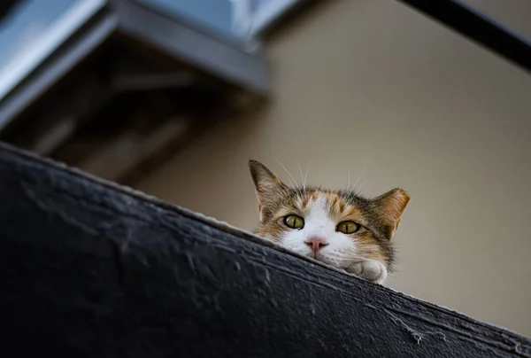 Portrait Cute Stray Cat — Stock Photo, Image