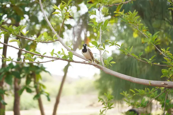 Selective Focus Shot Great Tit Bird Sitting Branch Park Surrounded — 图库照片