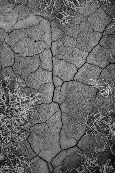 Vertical Grayscale View Textured Dry Soil Grass — Stock Photo, Image