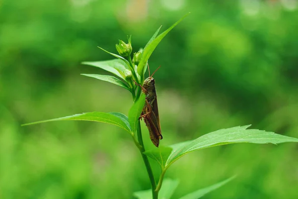 Detailní Záběr Kobylky Zeleném Listě Rostliny Rozmazaném Pozadí — Stock fotografie
