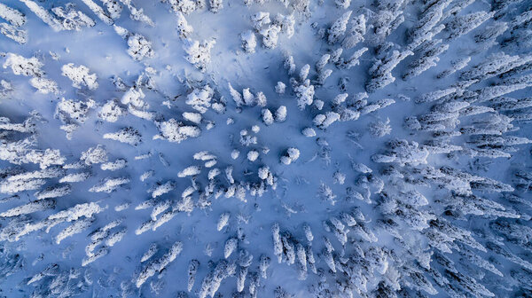Вид сверху на снег, арктический лес, холодное утро в Лапландии - сверху вниз, дроны