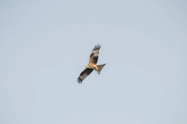Closeup Red Kite Flying Its Wings Wide Open Blue Sky — Stock Photo, Image
