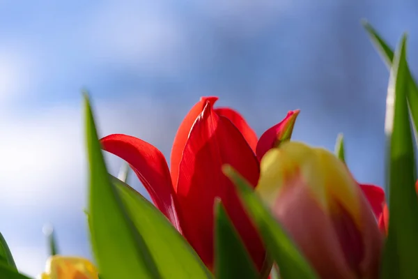 Primer Plano Una Flor Tulipán Rojo Con Fondo Borroso — Foto de Stock