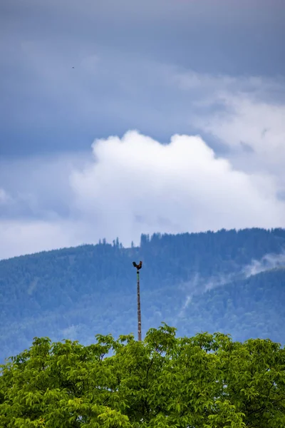 Vertical Tall Rooster Weather Vane Hills Background — Stock Photo, Image