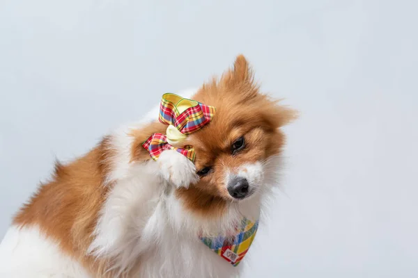 Een Duitse Spitz Met Decoraties Een Witte Achtergrond — Stockfoto