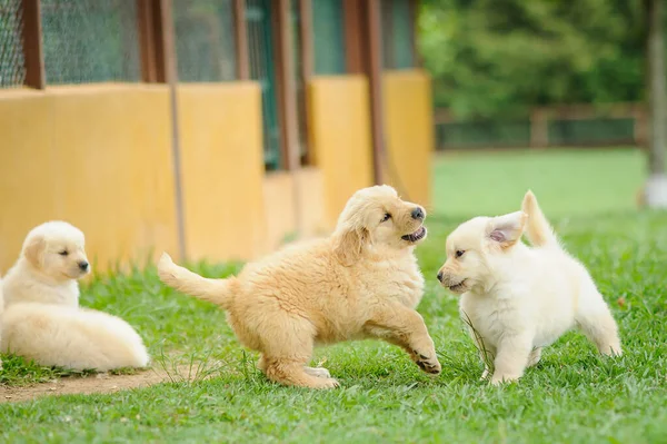 Couple Cute Fluffy Baby Dogs Playing Green Lawn Blurred Background — Stock Photo, Image