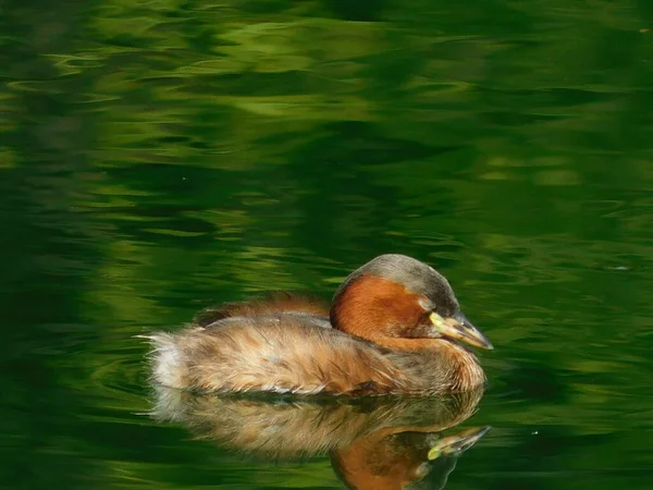 Primer Plano Pequeña Grasa Tachybaptus Ruficollis Agua Color Verde — Foto de Stock