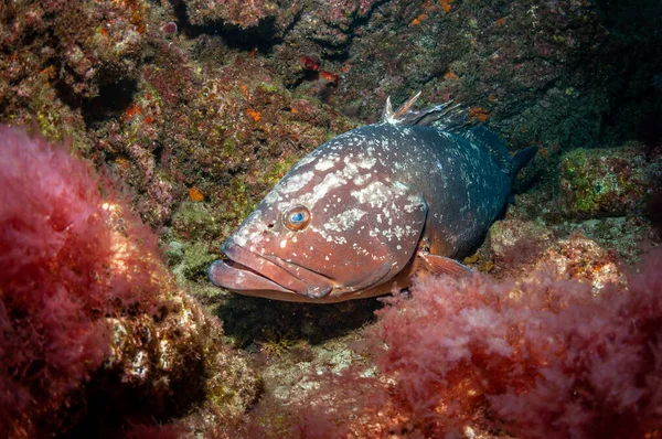 Közelkép Egy Epinephelus Halfajról Színes Korallok Között Víz Alatt — Stock Fotó