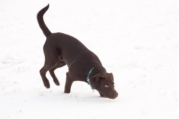 一个可爱的棕色拉布拉多人在雪地里散步和玩耍的特写镜头 — 图库照片