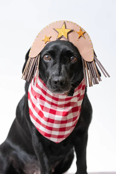 Portrait Black Dog Wearing Hat Checkered Bandana Isolated White Background — Stock Photo, Image