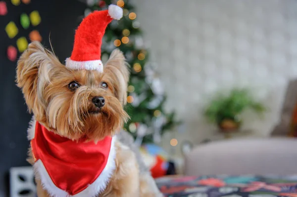 Selektiv Fokusbild Yorkshire Terrier Santa Claus Kostym — Stockfoto