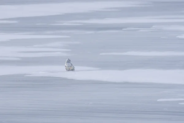 Toronto Kanada Sisli Bir Günde Okyanusta Bir Kuş — Stok fotoğraf