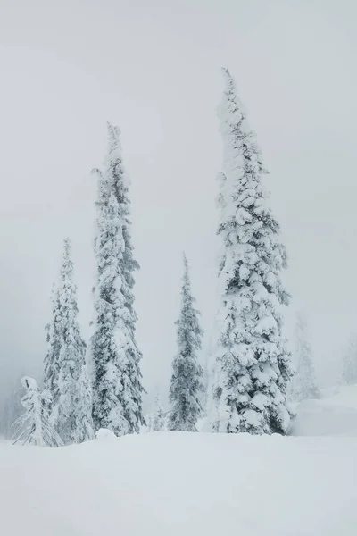 Plan Vertical Une Forêt Couverte Neige Pendant Journée Hiver — Photo