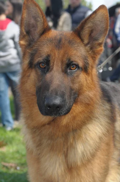 Eine Vertikale Nahaufnahme Eines Entzückenden Deutschen Schäferhundes — Stockfoto