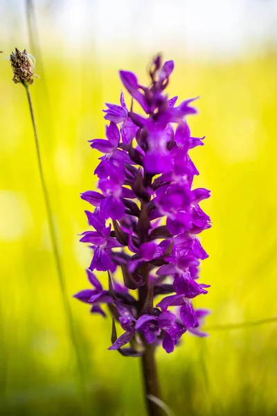 Vertical Closeup Shot Blooming Purple Marsh Orchid — Stock Photo, Image