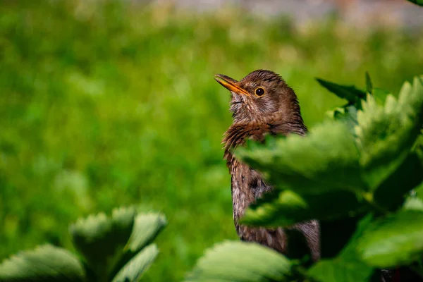 Primo Piano Merlo Comune Nella Natura — Foto Stock