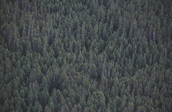 Una Vista Aérea Espeso Bosque Boreal — Foto de Stock