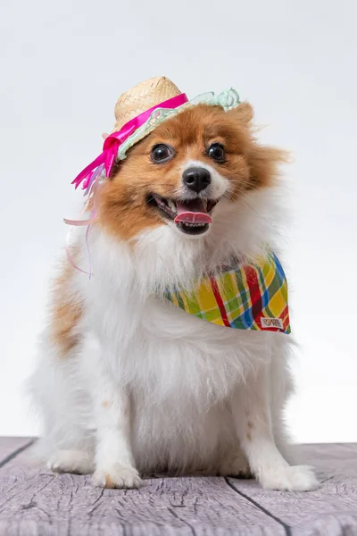 Spitz Alemán Con Decoraciones Sobre Fondo Blanco —  Fotos de Stock