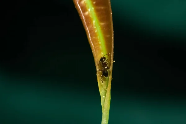 Gros Plan Une Fourmi Rampant Sur Une Feuille — Photo