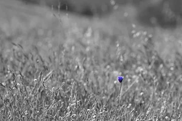 Scenic View Blue Dick Flower Blurred Background Daylight —  Fotos de Stock