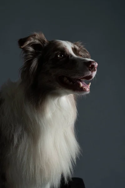 Retrato Vertical Uma Borda Marrom Collie Fundo Escuro — Fotografia de Stock