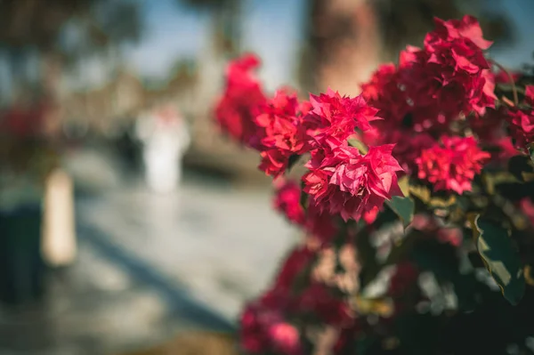 Selektiv Fokus Skott Röda Geranium Blommor — Stockfoto