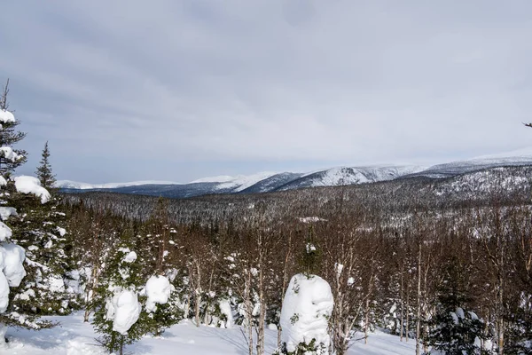 Uma Floresta Pinheiros Montanha Montanhas Cobertas Neve Sob Luz Sol — Fotografia de Stock