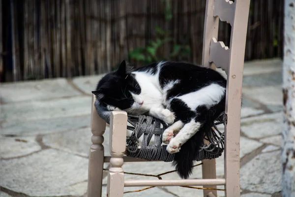 Vacker Utsikt Över Vit Och Svart Katt Sover Stolen — Stockfoto