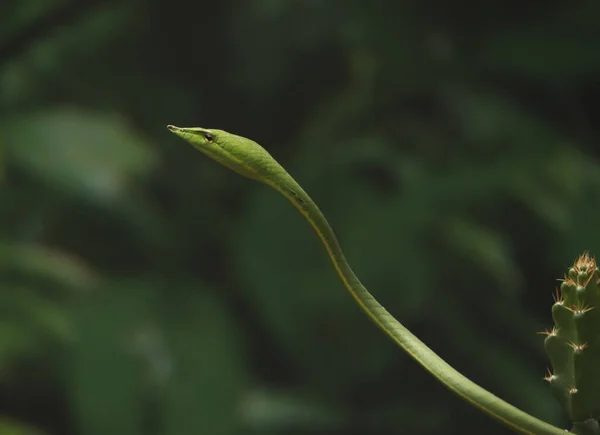 Tiro Tirar Fôlego Uma Cobra Verde Contra Fundo Embaçado — Fotografia de Stock