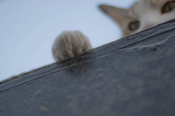 Lindo Gato Callejero Durmiendo Fuera — Foto de Stock