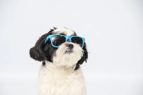 Closeup Shot Smiling Shih Tzu Dog Wearing Blue Sunglasses White — Stock Photo, Image