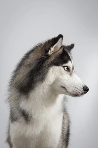 Plan Vertical Adorable Husky Sibérien Sur Fond Mur Blanc — Photo