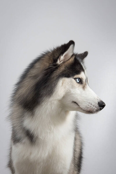 A vertical shot of an adorable Siberian husky on a white wall background