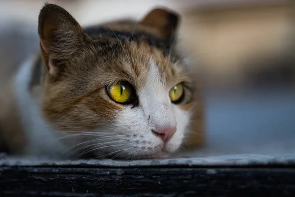 一只可爱的流浪猫的肖像 — 图库照片