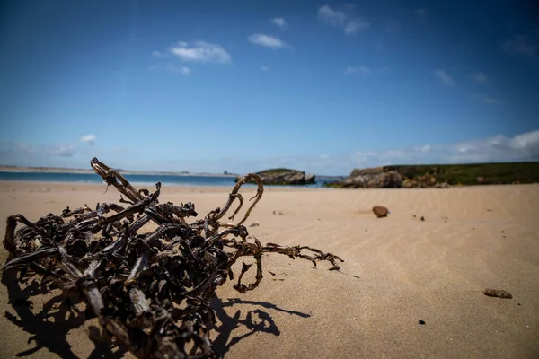 Dry Algae Sandy Beach Sun Storm — Stock Photo, Image