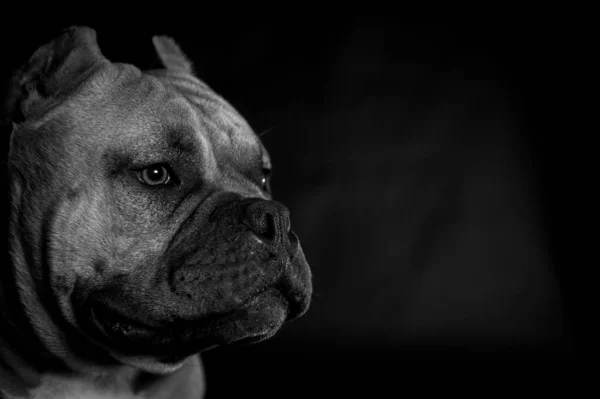 Stüdyodaki Şirin Bir Köpeğin Siyah Beyaz Bir Resmi — Stok fotoğraf