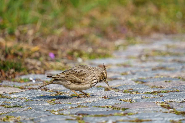 Primo Piano Allodola Crested Arroccato Sul Terreno Coperto Erba Verde — Foto Stock