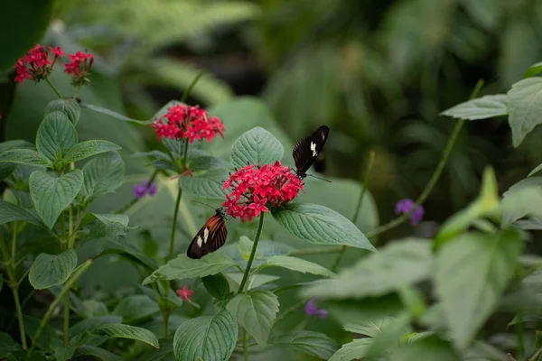 Gros Plan Deux Papillons Sur Des Fleurs Rouges — Photo